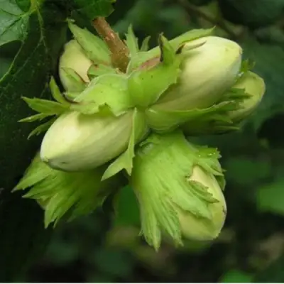 Фундук ТАМБОВСКИЙ ПОЗДНИЙ в Калинковичах