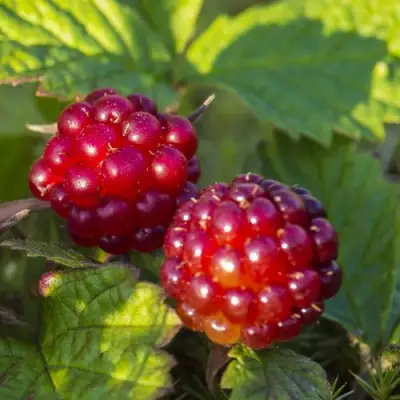 Княженика ЛИНДА в Калинковичах