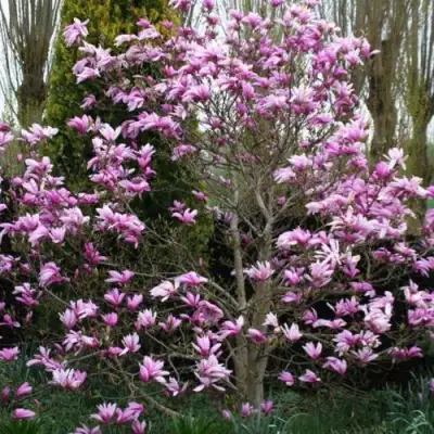 Магнолия ГАЛАКСИ в Калинковичах