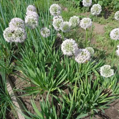 Лук слизун в Калинковичах