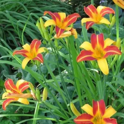 Лилейник ФРАНС ХАЛС в Калинковичах