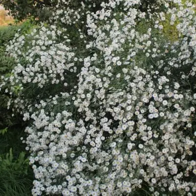 Болтония СНОУБЭНК в Калинковичах