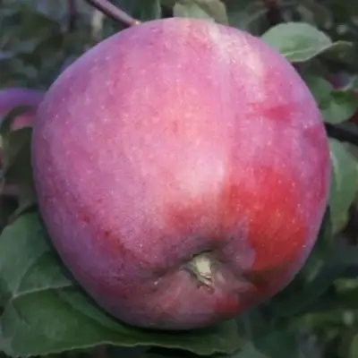 Яблоня ЗОРКА в Калинковичах