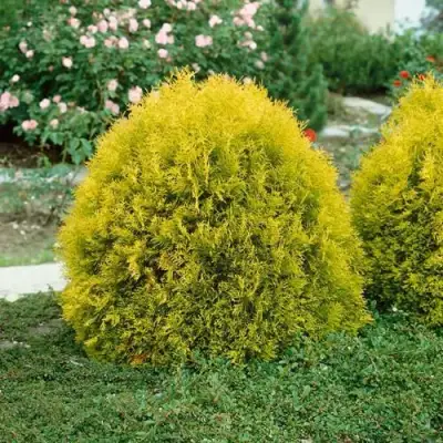 Туя РЕЙНГОЛД западная в Калинковичах