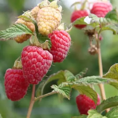 Малина МОЛЛИНГ ДЖУНО в Калинковичах