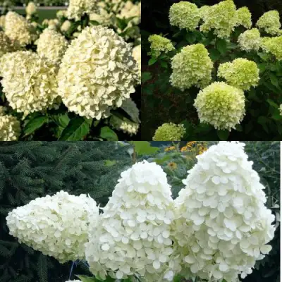 Комплект НЕЖНЫЙ КАПУЧИНО в Калинковичах