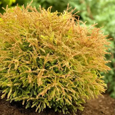 Туя ГОЛДЕН ТАФФЕТ западная в Калинковичах