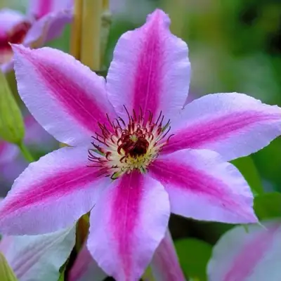 Клематис НЕЛЛИ МОЗЕР в Калинковичах