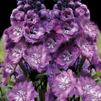 Дельфиниум ДЕЛЬФИС ПИНК ПАУЭ высокий в Калинковичах