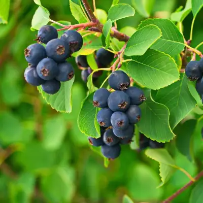 Ирга КОЛОСИСТАЯ в Калинковичах