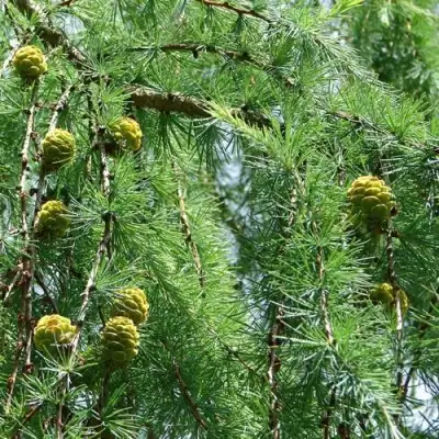 Лиственница КЕМПФЕРА в Калинковичах