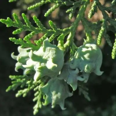 Туя восточная в Калинковичах