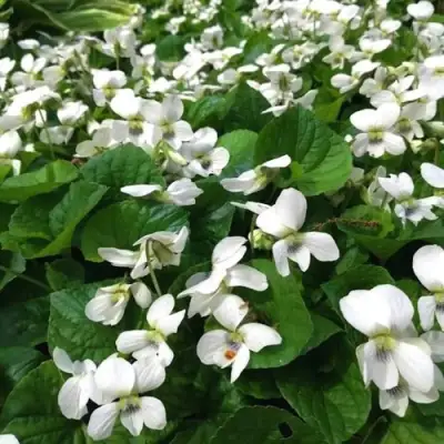 Фиалка АЛЬБИФЛОРА сестринская в Калинковичах