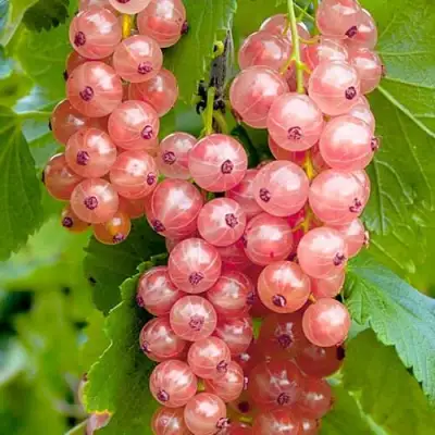 Смородина белая ПРЫГАЖУНЯ (РОЗОВАЯ) в Калинковичах