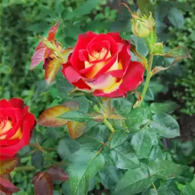 Роза ФРЕНДШИП чайно-гибридная в Калинковичах