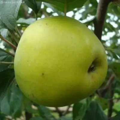 Яблоня КОШТЕЛЯ в Калинковичах