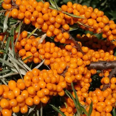 Облепиха АЛТАЙСКАЯ в Калинковичах