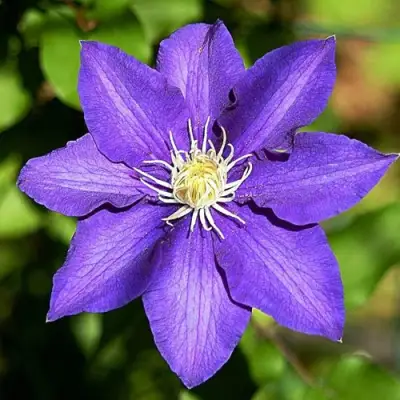 Клематис ЗЕ ПРЕЗИДЕНТ в Калинковичах