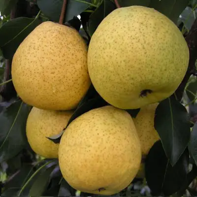 Груша ВЕЛИКАЯ ЛЕТНЯЯ (БОЛЬШАЯ ЛЕТНЯЯ) в Калинковичах