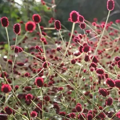 Кровохлебка ЧОКОЛАТ ТИП в Калинковичах