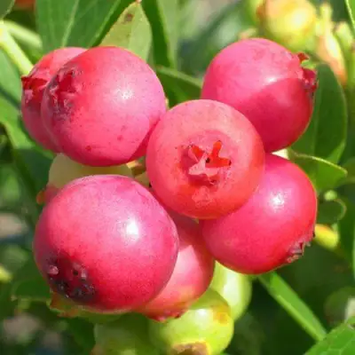 Голубика ПИНК ЛИМОНАД в Калинковичах