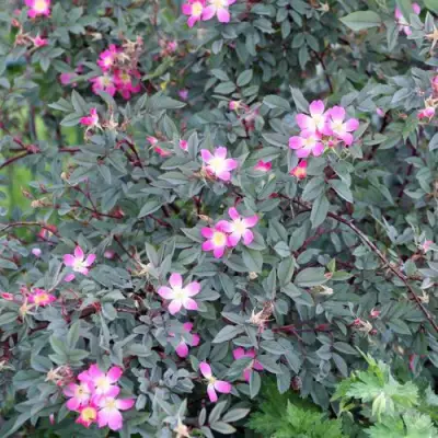 Роза сизая в Калинковичах