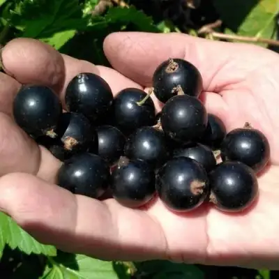 Смородина черная ЧЕРНООКАЯ в Калинковичах