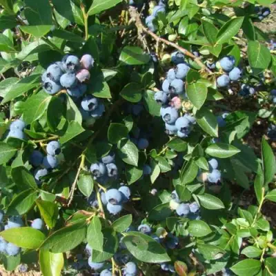 Голубика БЛЮЭТТА в Калинковичах