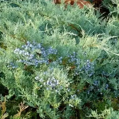 Можжевельник ГРЕЙ ОУЛ виргинский  в Калинковичах