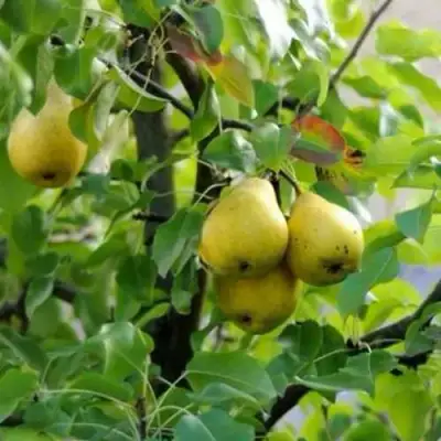 Груша ВИЛИЯ в Калинковичах