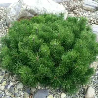 Сосна горная МУГУС в Калинковичах