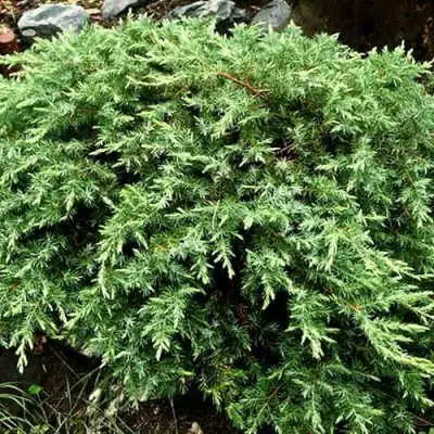 Можжевельник ШЛЯГЕР прибрежный в Калинковичах