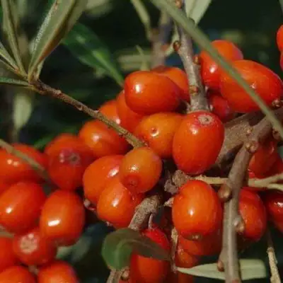 Облепиха ВОРОБЬЕВСКАЯ в Калинковичах