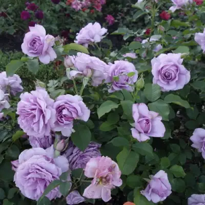 Роза ЛАВ СОНГ флорибунда в Калинковичах