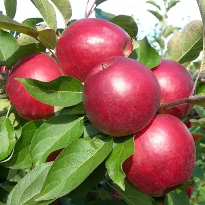 Яблоня КОВАЛЕНКОВСКОЕ в Калинковичах