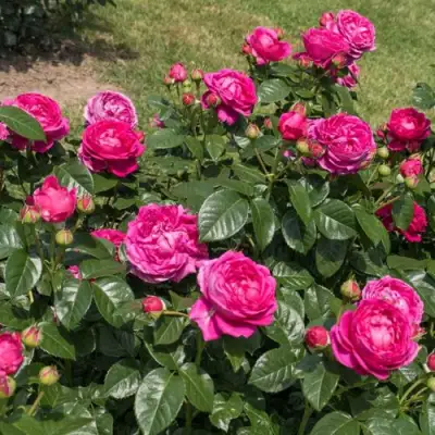 Роза АНУШКА чайно-гибридная в Калинковичах