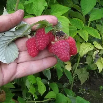 Малина КОРПИКО в Калинковичах