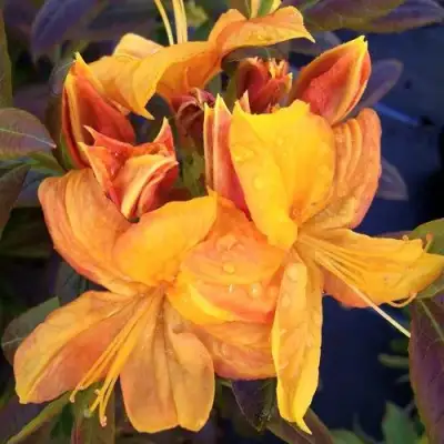 Азалия КЛОНДАЙК листопадная в Калинковичах