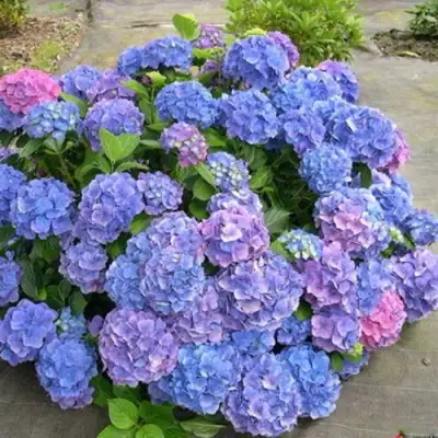 Гортензия БОДЕНСИ крупнолистная в Калинковичах