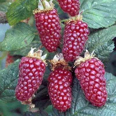 Ежемалина ТАЙБЕРРИ в Калинковичах