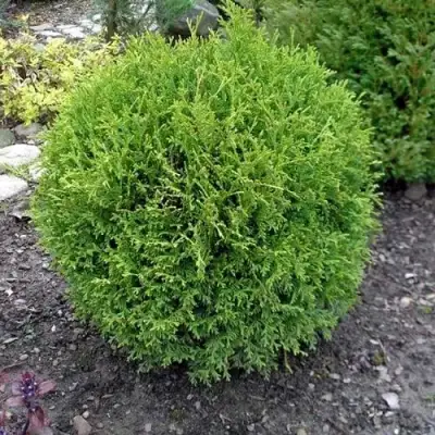 Туя ХОЗЕРИ западная в Калинковичах