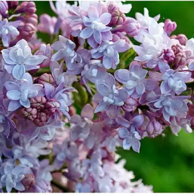 Сирень ПАМЯТЬ О ВАВИЛОВЕ в Калинковичах