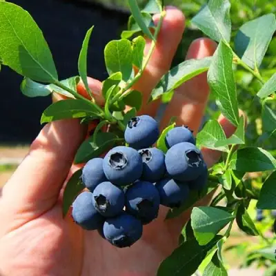 Голубика НОРТ КАНТРИ в Калинковичах