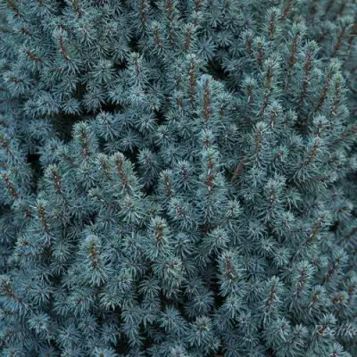 Ель САНДЕРС БЛЮ канадская в Калинковичах