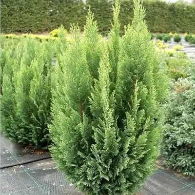 Кипарисовик ЭЛВУДИ ЭМПАЙР лавсона в Калинковичах