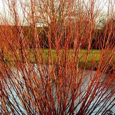 Ива ВИТЕЛЛИНА белая  в Калинковичах