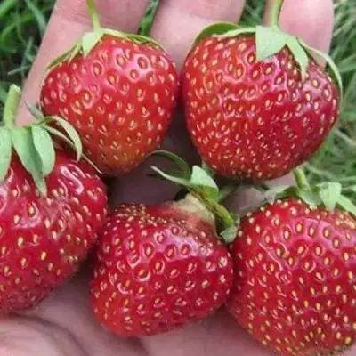 Клубника ВИМА ЗАНТА в Калинковичах