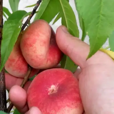 Персик САТУРН ИНЖИРНЫЙ в Калинковичах