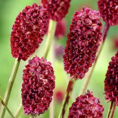 Кровохлебка ТАННА лекарственная в Калинковичах