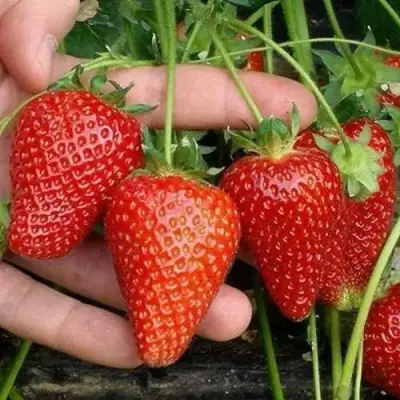 Клубника АЛЬБА в Калинковичах